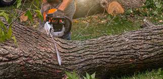 Best Stump Grinding and Removal  in Walnut Hill, TN