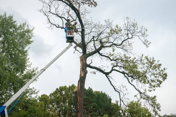 Best Tree Trimming and Pruning  in Walnut Hill, TN