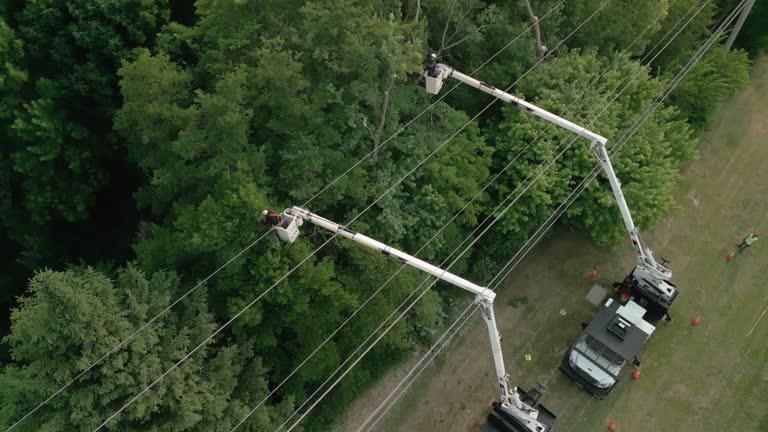 Best Tree Trimming and Pruning  in Walnut Hill, TN