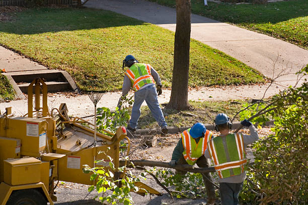 Best Commercial Tree Services  in Walnut Hill, TN