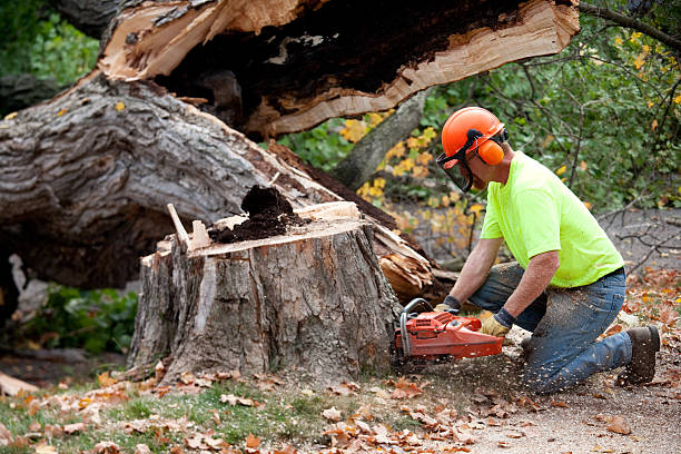 Best Seasonal Cleanup (Spring/Fall)  in Walnut Hill, TN