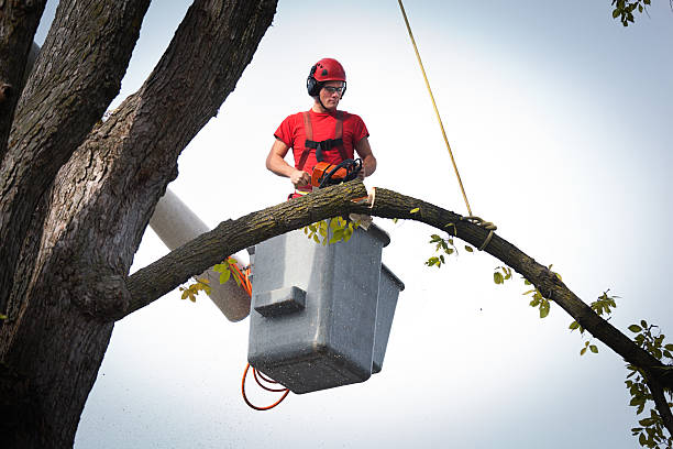 Best Tree Disease Treatment  in Walnut Hill, TN