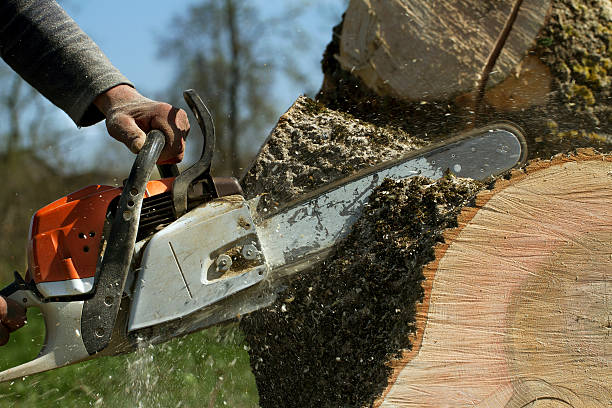 Best Lawn Maintenance Plans  in Walnut Hill, TN